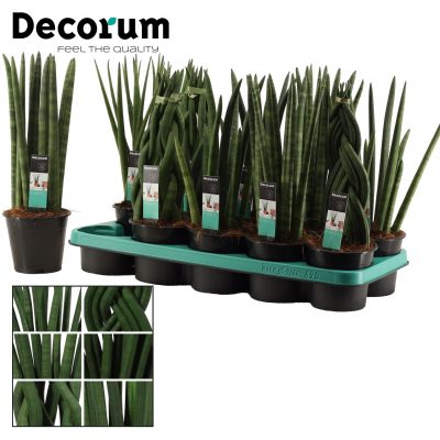 Sanseviera cylindrica HR