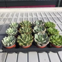 Echeveria
