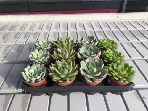 Echeveria - Obrázek 1