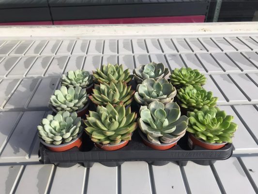 Echeveria