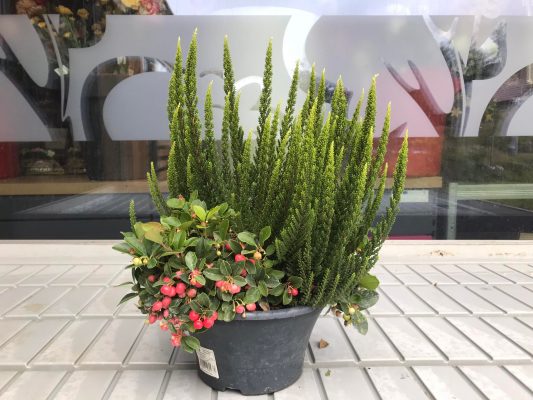 Mísa osázená 'Pearl Royal'