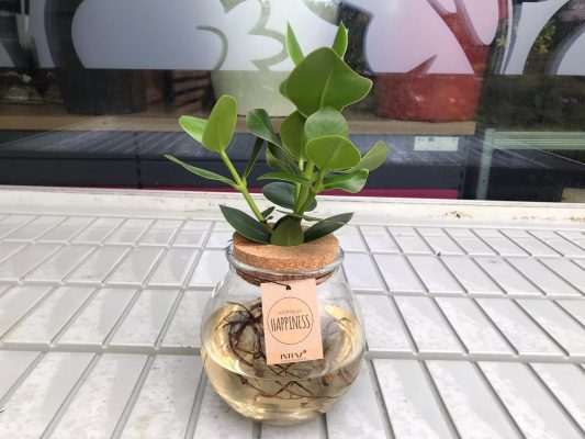 Hydroponické rostliny - mix sklo