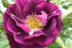 ROSA 'Rhapsody in Blue'® - Obrázek 2