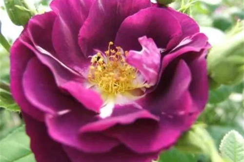 ROSA 'Rhapsody in Blue'® - Obrázek 2