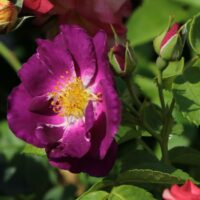 ROSA 'Rhapsody in Blue'®
