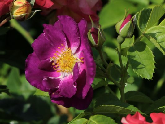 ROSA 'Rhapsody in Blue'®