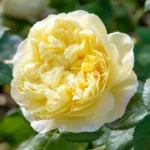 ROSA 'David Austin'® 'Charles Darwin' - Obrázek 2