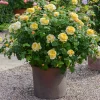 ROSA 'David Austin'® 'Charles Darwin' - C3L