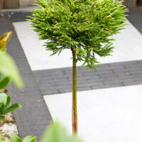 Cryptomeria japonica ´Little Champion' - C7,5L-KM40-na kmínku