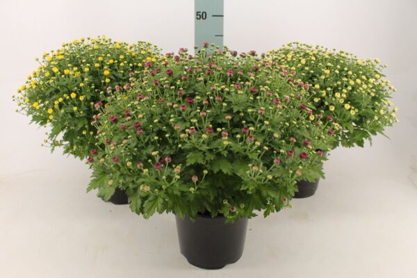 Chrysanthemum indicum Premium Jumbo, 40 – 45