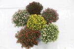 Chrysanthemum indicum Premium Jumbo, 40 – 45 - Obrázek 3