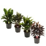 Cordyline - Obrázek 2