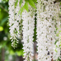 Wisteria floribunda 'Alba' - C2,5L-vyvaz.
