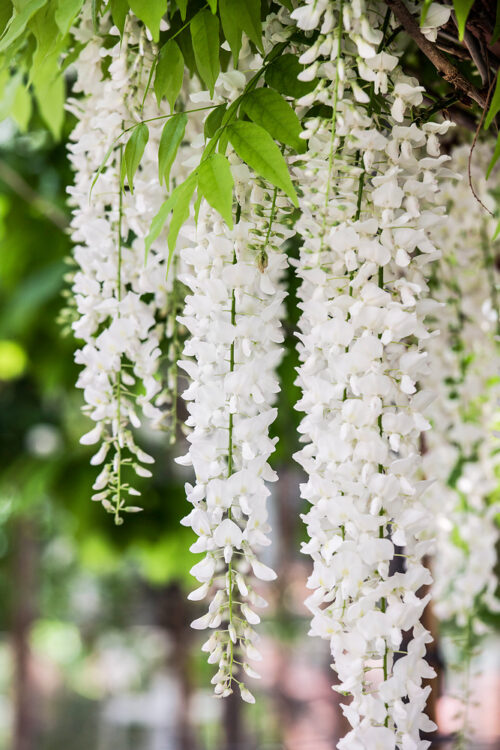Wisteria floribunda 'Alba' - Obrázek 1