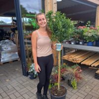 Ilex meserveae 'Blue Maid' na kmínku - C15L-KM90-výška kmínku 90 CM