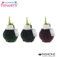 Amarylka ve vosku_WAXZ® - Fashionz Cozy Wooly