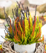 Calluna vulgaris 'Garden Girls Sunset Fire TRIO'