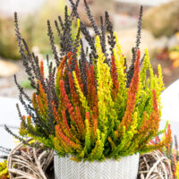 Calluna vulgaris 'Garden Girls Sunset Fire TRIO'