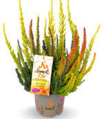 Calluna vulgaris 'Garden Girls Sunset Fire TRIO' - Obrázek 2