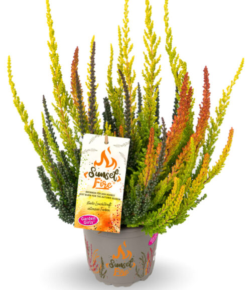 Calluna vulgaris 'Garden Girls Sunset Fire TRIO' - Obrázek 2