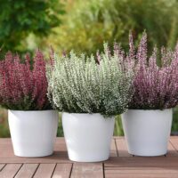 Calluna vulgaris 'Garden Girls'®