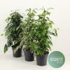 FICUS Benjamina Royal Mix - P 17 - v. 60-70 CM