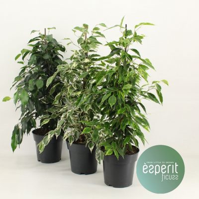 Ficus benjamina 'Royal Mix'