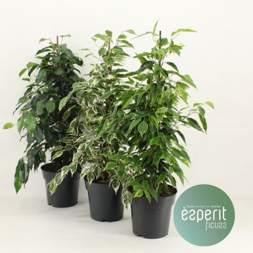 FICUS Benjamina Royal Mix - Obrázek 1