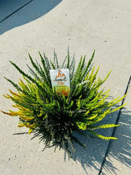 Calluna vulgaris 'Garden Girls Sunset Fire TRIO' - Obrázek 3