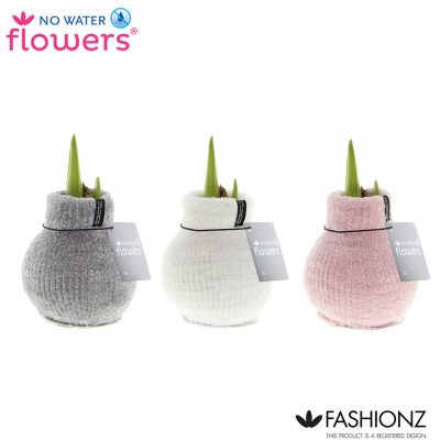 Amarylka ve vosku WAXZ®   Fashionz Cozy Fluffy