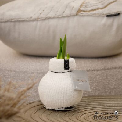Amarylka ve vosku WAXZ®   Fashionz Cozy Fluffy