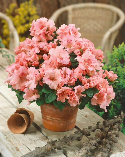Rhododendron simsii 'Hortinno Christine Matton' - Obrázek 1