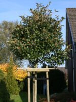 Crataegus x lavalleei 'Carrierei'