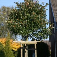 Crataegus x lavalleei 'Carrierei'