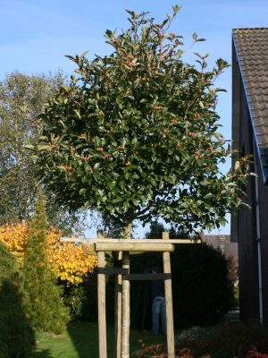 Crataegus x lavalleei 'Carrierei'