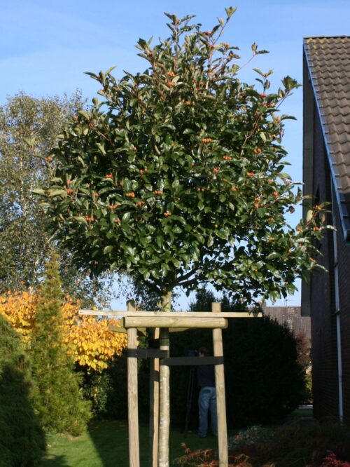 Crataegus x lavalleei 'Carrierei' - Obrázek 1
