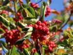 Crataegus x lavalleei 'Carrierei' - Obrázek 2