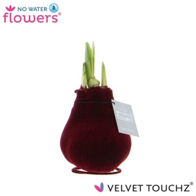 Amarylka ve vosku WAXZ® Velvet Touchz