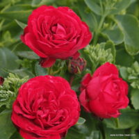 ROSA KORDES, Till Eulenspiegel®