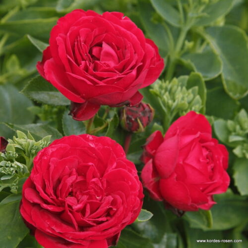 ROSA KORDES, Till Eulenspiegel® - Obrázek 1