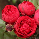 ROSA KORDES, Till Eulenspiegel® - Obrázek 2