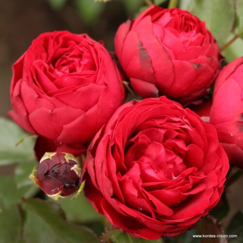 ROSA KORDES, Till Eulenspiegel® - Obrázek 2