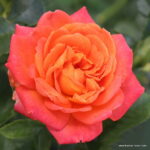 ROSA KORDES, Vulcano®