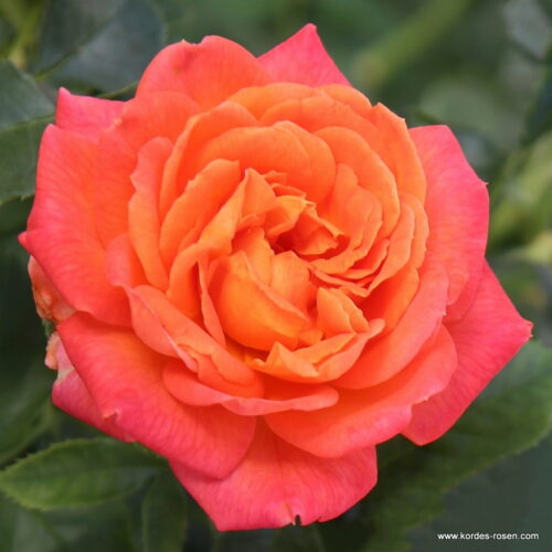 ROSA KORDES, Vulcano® - Obrázek 1