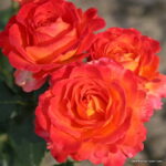 ROSA KORDES, Vulcano® - Obrázek 2