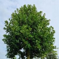 Ilex 'Nellie R. Stevens'