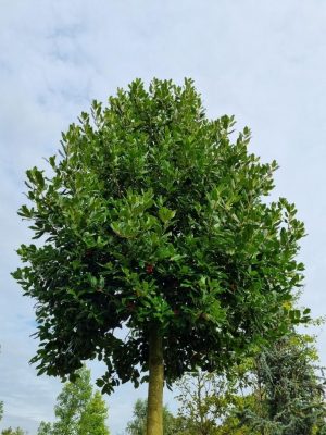 Ilex 'Nellie R. Stevens'