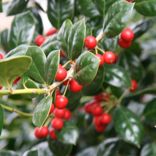 Ilex 'Nellie R. Stevens' - Obrázek 2