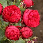 ROSA KORDES, Till Eulenspiegel® - Obrázek 3