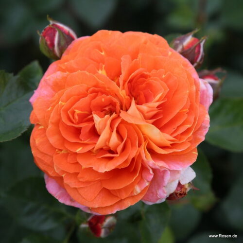 ROSA KORDES, Samba® - Obrázek 5
